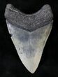 Serrated Megalodon Tooth - Venice, FL #19810-2